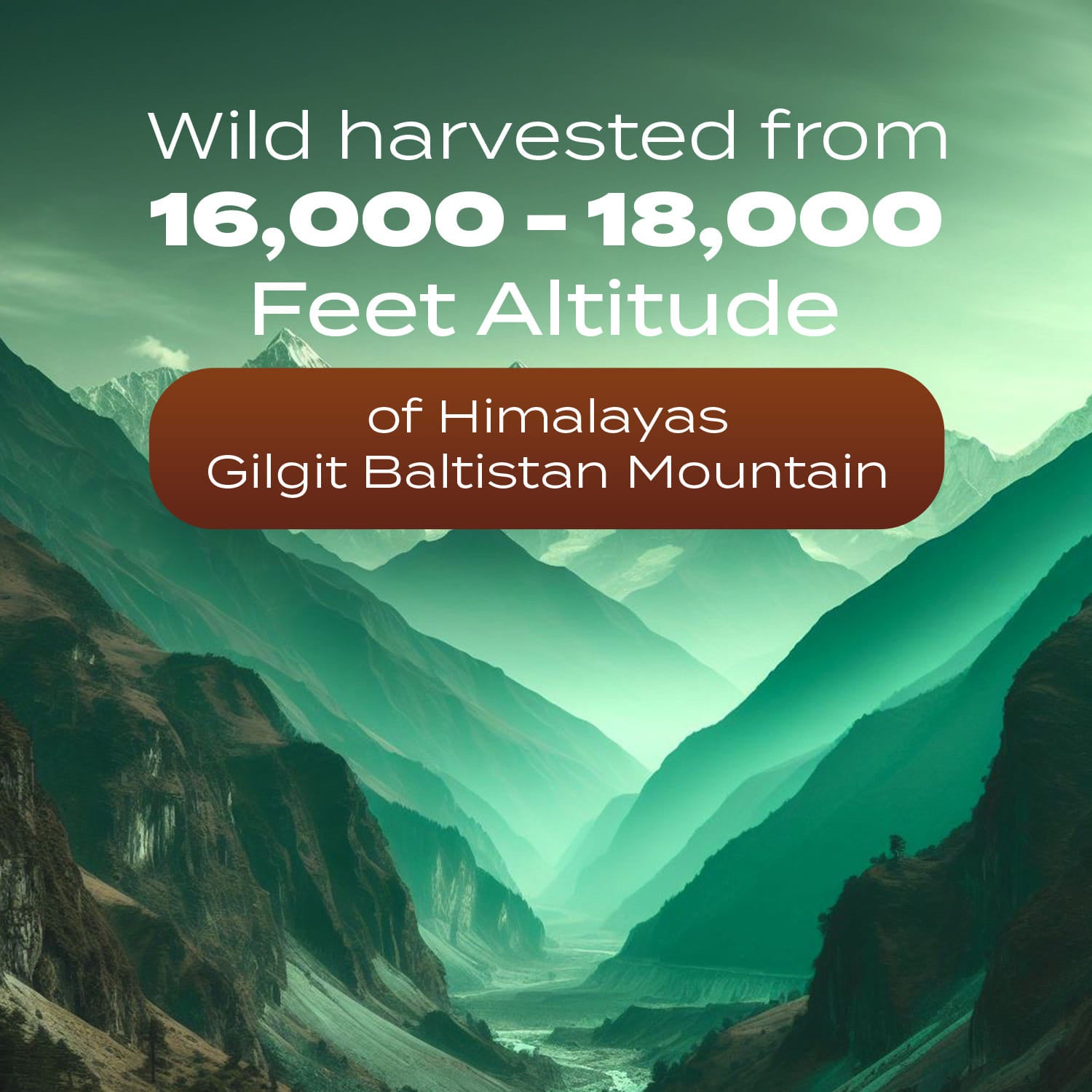 Wild harvested for 16000 to 18000 feet